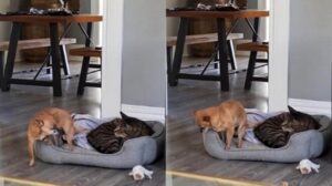 Il gatto viene disturbato dal cagnolino che vuole dormire vicino a lui nella cuccia