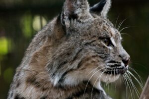 Gatto selvatico avvistato nell’Appennino Abruzzese: è rarissimo (VIDEO)