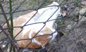 Gattino finito in una trappola per tassi