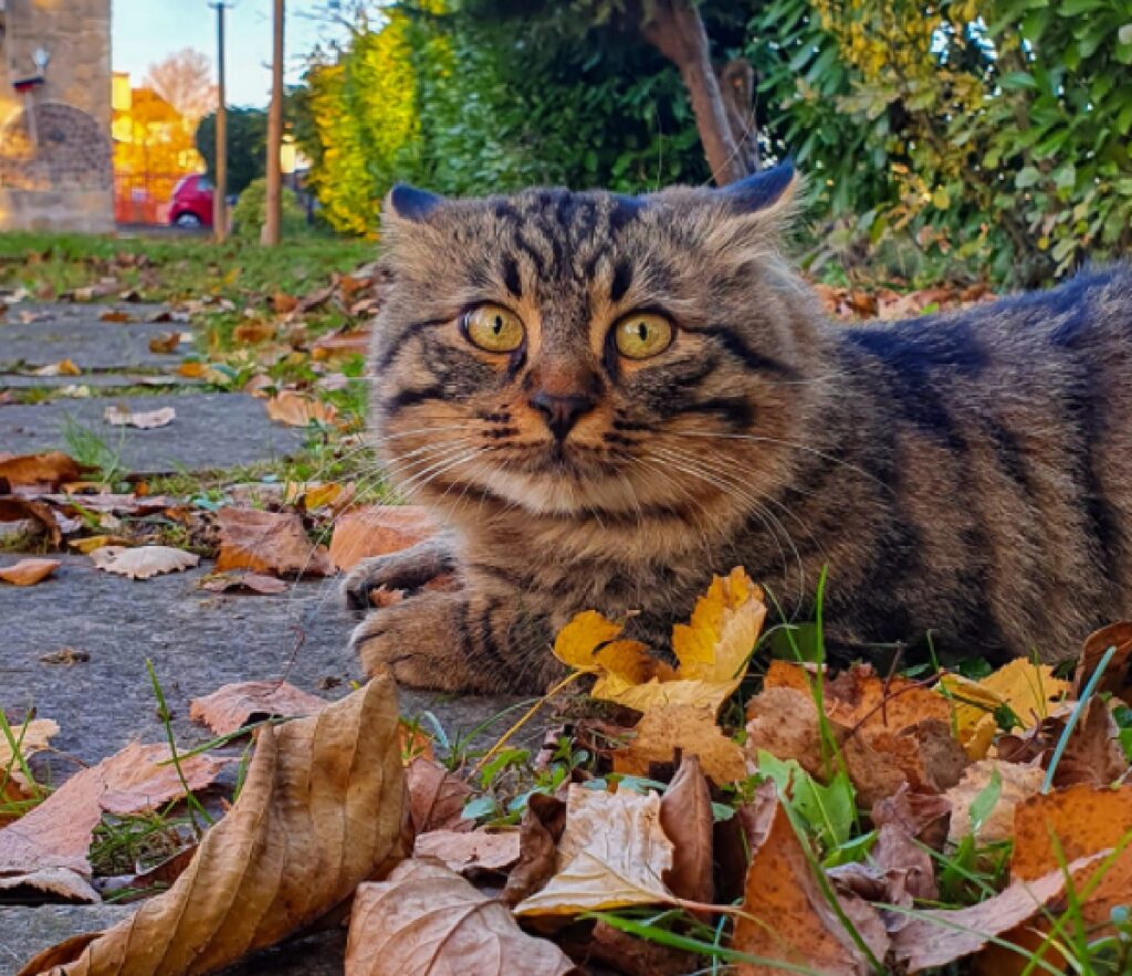 gatto disteso su fogliame 