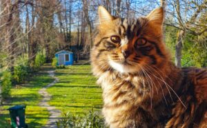 San Donà di Piave, un grande gatto di nome Meolo svanisce nel nulla, sono giorni che proseguono le ricerche