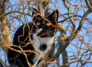 8 foto di gatti che sono tornati a fare i conti con qualche simpatico “malfunzionamento”