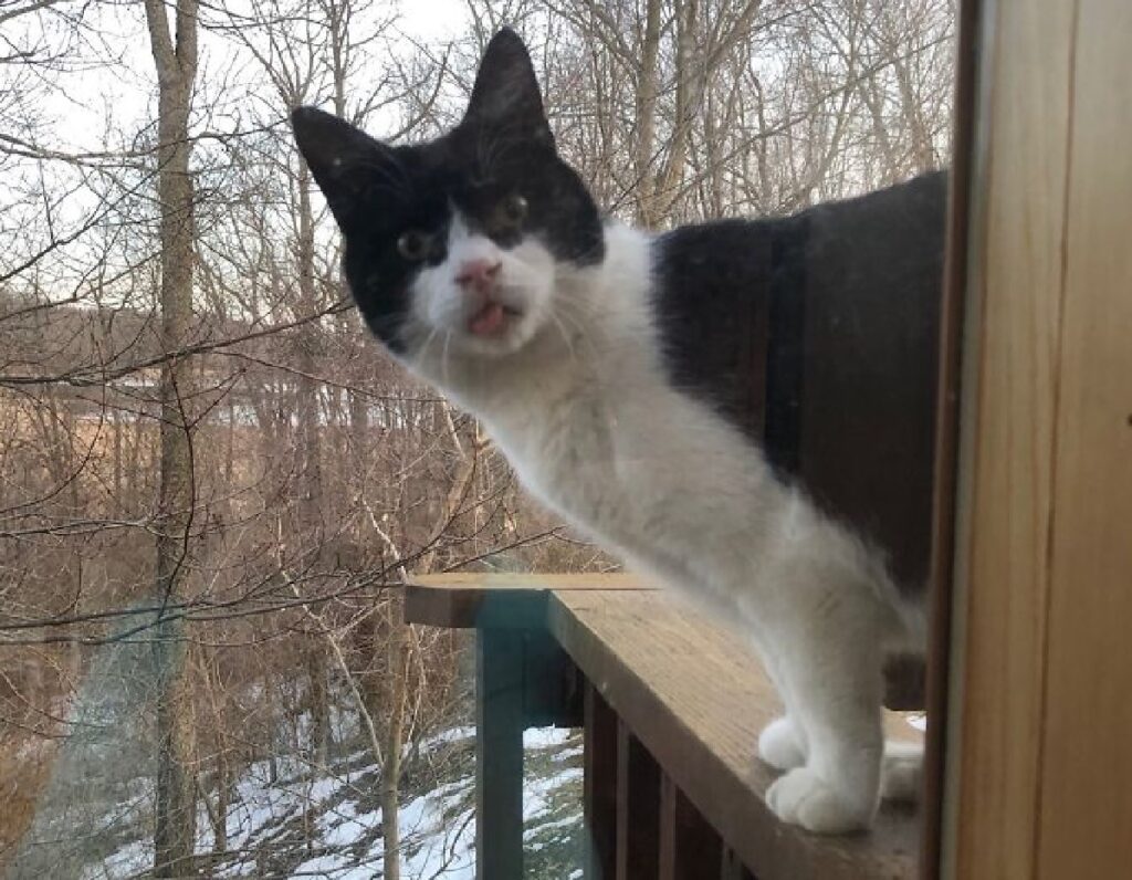 gatto chiuso fuori casa 