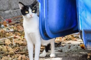 8 foto di gatti bizzarri, in alcuni momenti della giornata staccano la spina del cervello e fanno cose senza senso