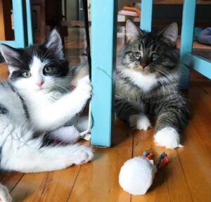 Bettina, la gattina che fa da guida al suo migliore amico Taffy che è cieco