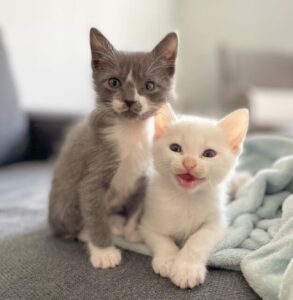 Carl e Lenny, i due gattini che stavano per morire congelati