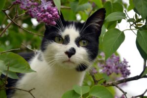 Gatto aiuta la sua mamma a superare la morte dell’amato marito