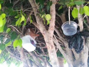 Cotty, il micio che ha fatto di un albero la sua casa