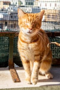 Dorotea, la gattina che ha perso la vista per l’indifferenza, cerca casa