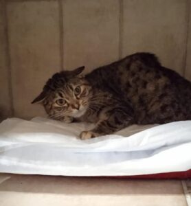 Franca, la gattina speciale ha bisogno di una casa