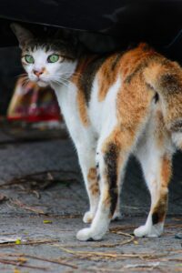 Gattina sopravvive all’attacco di un cane con l’aiuto di una donna