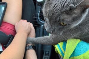 Little Andrew, il micio che ha tenuto per mano i suoi umani durante l’ultimo viaggio