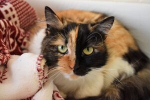 Lola, la gatta Calico che cerca una famiglia