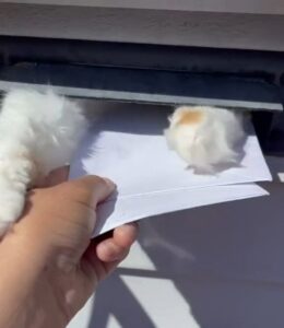 Milo, il gatto che “odia” la postina (VIDEO)