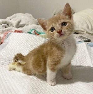 Mohan, il gattino che è tornato a camminare