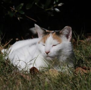 Peaches, il gatto che è stato adottato da un college