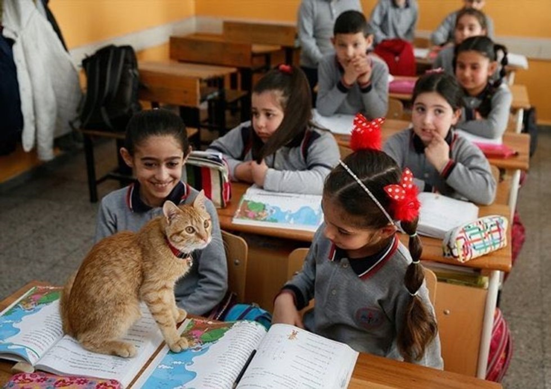 Into school. Котята в школе. Котенок школьник. Школа питомцев. Животные в школе.