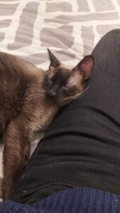 Tommy, il gattino siamese buttato in strada è alla ricerca di un’adozione del cuore