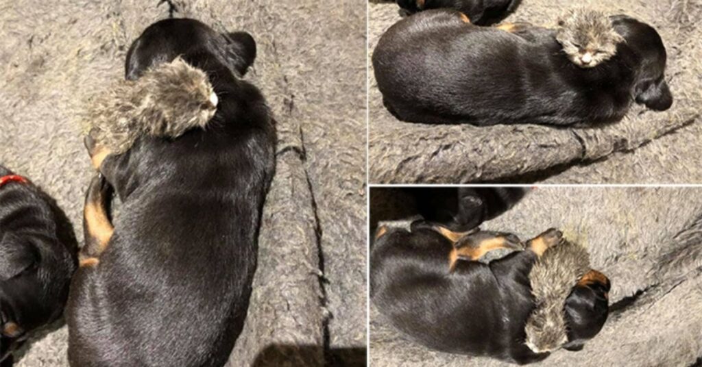 cucciolo di dobermann e gattina