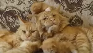 Famiglia di gatti si riposa tutta insieme; i genitori sono disperati (VIDEO)