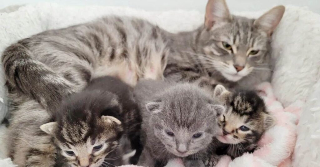 Gattina randagia si avvicina alla famiglia che ha scelto e chiede loro di aiutare i suoi cuccioli nati nel giardino