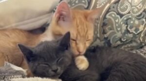 I gattini Tucker e Rowan hanno trovato la salvezza e poi l’amore grazie ad una donna (VIDEO)