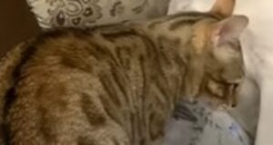 Gattino del Bengala fa il bullo con il cane di casa che ha molta pazienza (VIDEO)