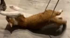 Gattino domestico si incastra su un cavo del computer di casa (VIDEO)