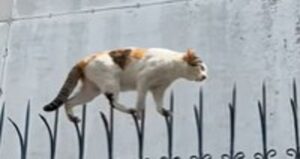 Un gattino molto agile stupisce l’autore di questo video per come cammina (VIDEO)