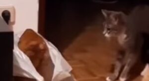 Un gattino salta dalla paura a causa del suo fratellino che si è nascosto (VIDEO)