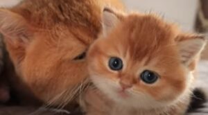 Il gattino Sprite vede il suo papà per la prima volta (VIDEO)