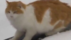 Un gattino va sullo snowboard innescando la gelosia del cane (VIDEO)