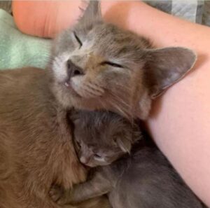 Gattina partorisce i suoi piccoli in un parcheggio