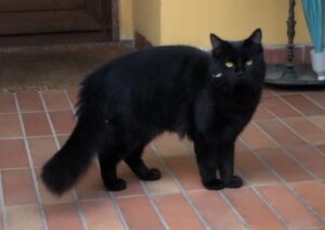 San Zeno Naviglio, proseguono le ricerche per Billo, un gatto dal pelo nero smarritosi pochi giorni fa