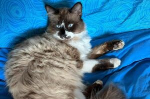 Spilamberto, tutti in ansia per la scomparsa di Orso, si tratta di un gatto simil Ragdoll