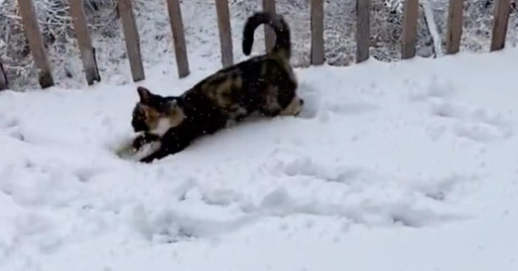 La buffa e tenera reazione un gatto che tocca la neve per la prima volta