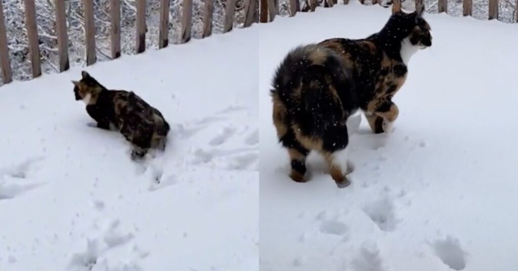 La buffa e tenera reazione un gatto che tocca la neve per la prima volta