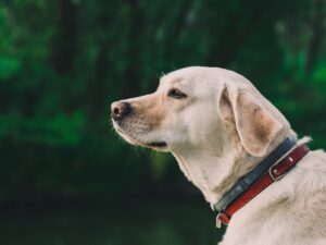 Gatto aiuta il Golden Retriever a superare la sua ansia da separazione