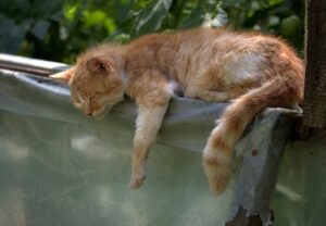 Gatto cieco sopravvive al tornado che distrugge il suo rifugio