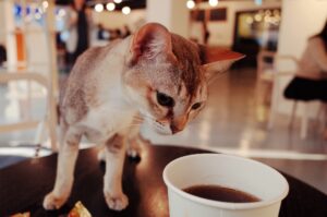 Cat Cafe in Ucraina rimane aperto per prendersi cura dei gatti residenti e dare da mangiare alle persone