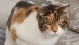 Una gattina di ventitré anni è la vera ossessione del suo umano (VIDEO)