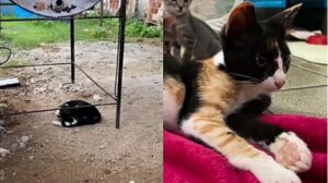 Il gatto racconta in prima persona la storia del suo salvataggio