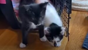 Le gattine Sadie e Dottie sono felici di condividere la loro vita insieme (VIDEO)