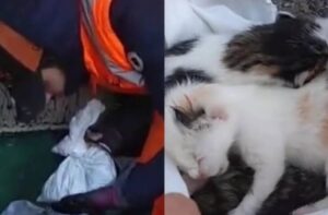 Gattini neonati ritrovati sigillati in una busta (VIDEO)