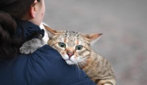 Gattini domestici ucraini sperano di riuscire ad entrare in Regno Unito con i loro umani