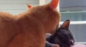 I gattini Peach e Pumpkin hanno condiviso la strada e ora condividono la casa (VIDEO)