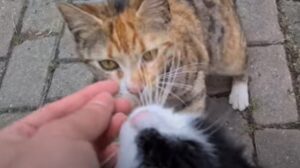 Dei gattini randagi senza casa e senza amore sono felici di vedere un loro amico