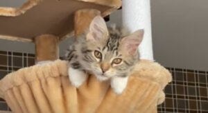 Gattino dolcissimo Maine Coon adora giocare sul suo attrezzato tiragraffi (VIDEO)