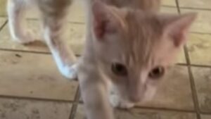 Il gattino adottato Sacha è l’ombra del suo proprietario che lo ama moltissimo (VIDEO)