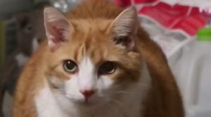 Il gattino domestico Butters miagola molto perchè ha fame, malgrado abbia mangiato (VIDEO)